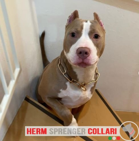 Collare salvapelo in curogan modello HS11