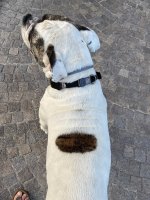 Сome appare il collare Neck Tech SPORT in curogan con copricollare