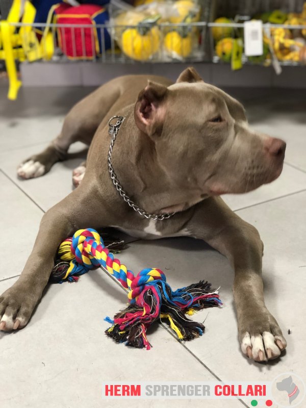 Collare a catena tonda in acciaio inossidabile