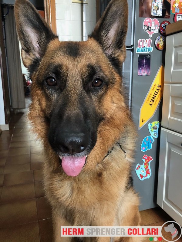 Collare a catena salvapelo in acciaio inox nero modello HS69