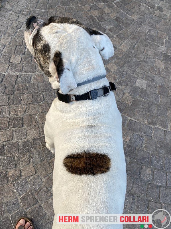 Сome appare il collare Neck Tech SPORT in curogan con copricollare