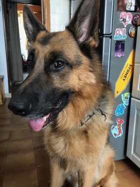 Collare a catena salvapelo in acciaio inox nero modello HS69