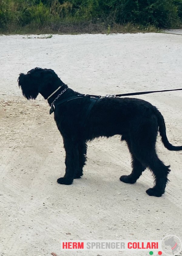 Collare in acciaio cromato con alamaro modello HS6 - Fai un click sull'immagine per scegliere -