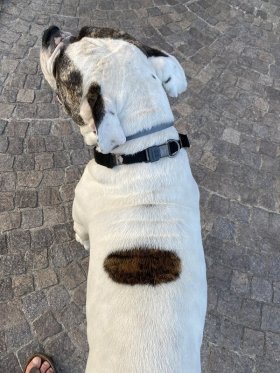 Сome appare il collare Neck Tech SPORT in curogan con copricollare