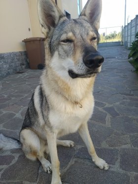 Collare salvapelo in curogan modello HS11