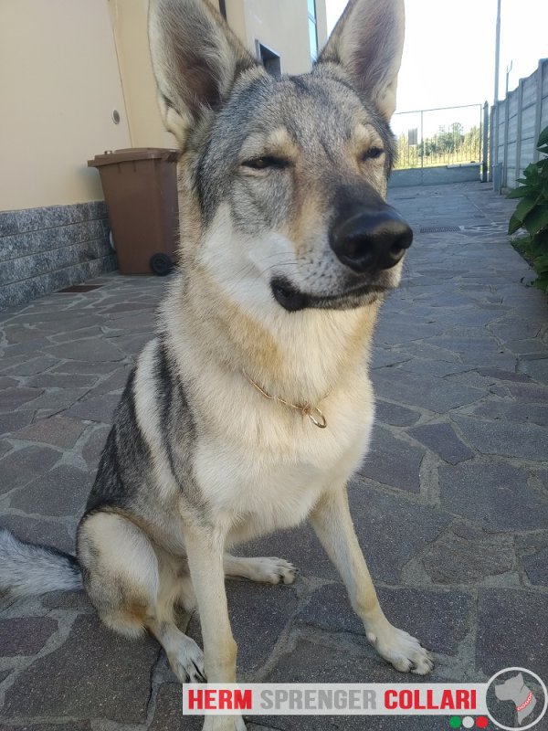 Collare salvapelo in curogan modello HS11