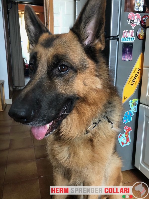 Collare a catena salvapelo in acciaio inox nero modello HS69