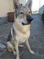 Collare salvapelo in curogan modello HS11