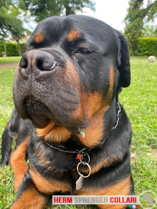 Collare di catena a maglie medie in acciaio inox nero 3.0 mm modello HS61