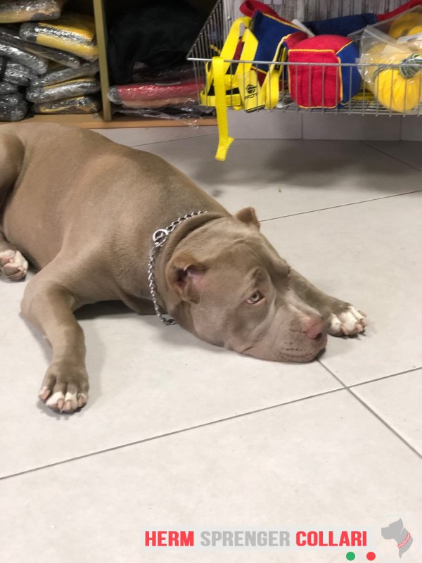 Collare a catena tonda in acciaio inossidabile