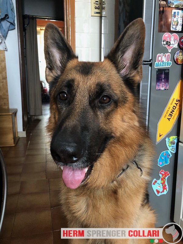 Collare a catena salvapelo in acciaio inox nero modello HS69