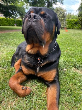 Collare di catena a maglie medie in acciaio inox nero 3.0 mm modello HS61