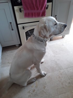 Collare parforce (2,25 mm x 41 cm) modello HS116