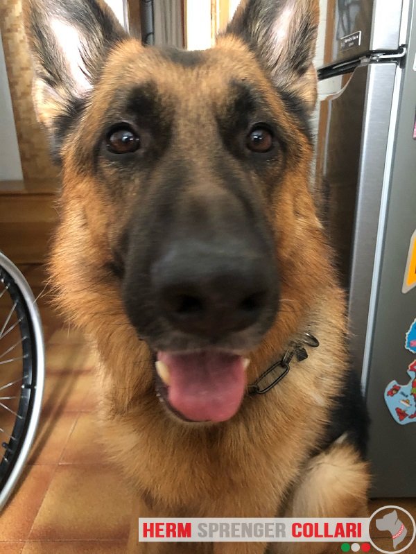 Collare a catena salvapelo in acciaio inox nero modello HS69