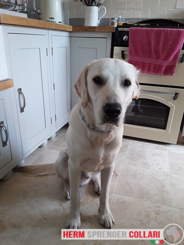 Collare parforce (2,25 mm x 41 cm) modello HS116