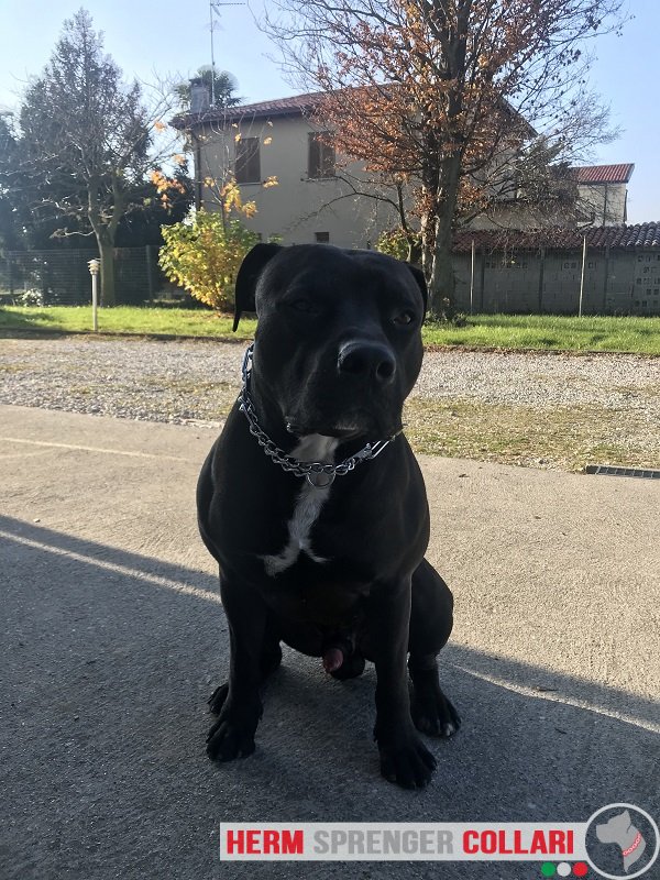 Collare in acciaio cromato con placca e catena martingala modello HS22