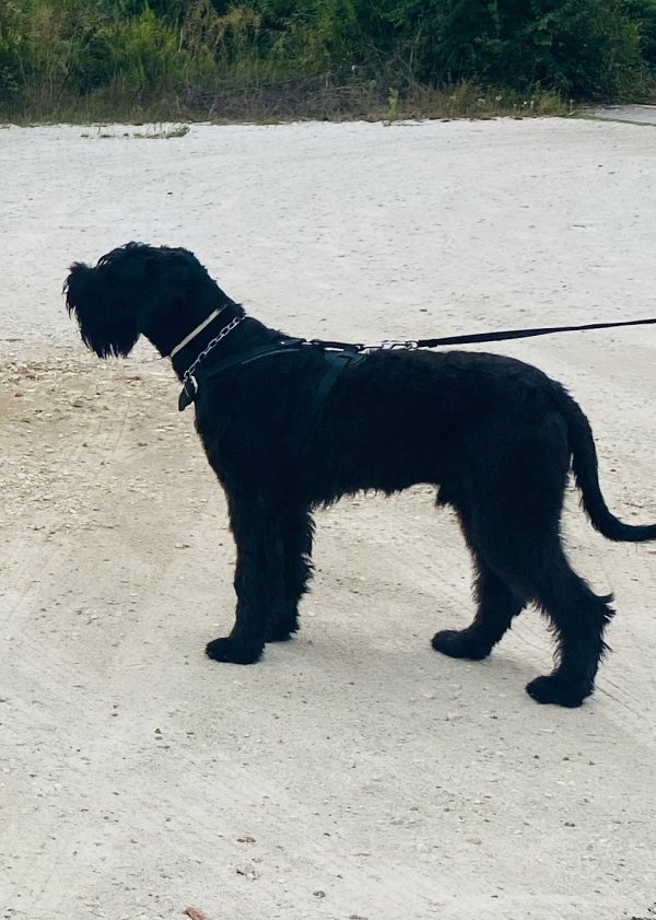 Collare in acciaio cromato con alamaro modello HS6