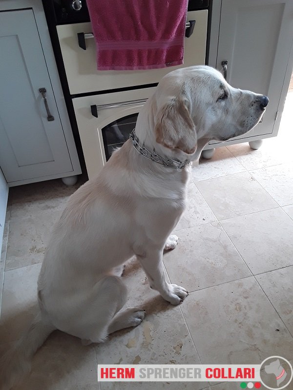 Collare parforce (2,25 mm x 41 cm) modello HS116