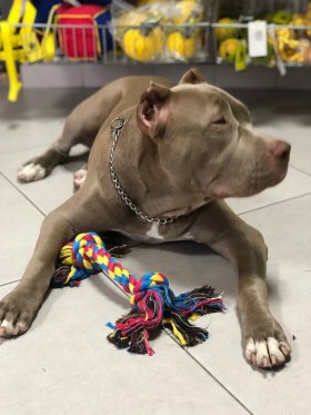 Collare a catena tonda in acciaio inossidabile