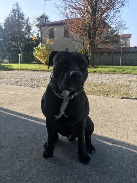 Collare in acciaio cromato con placca e catena martingala modello HS22